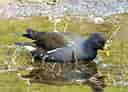 鳥類図鑑・バンの写真 8